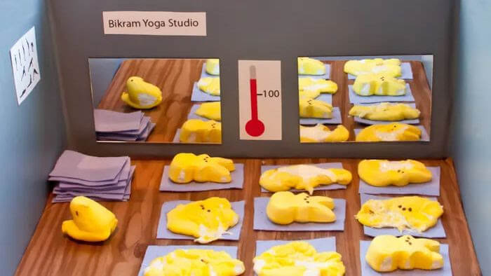 melting yellow marshmallow peeps